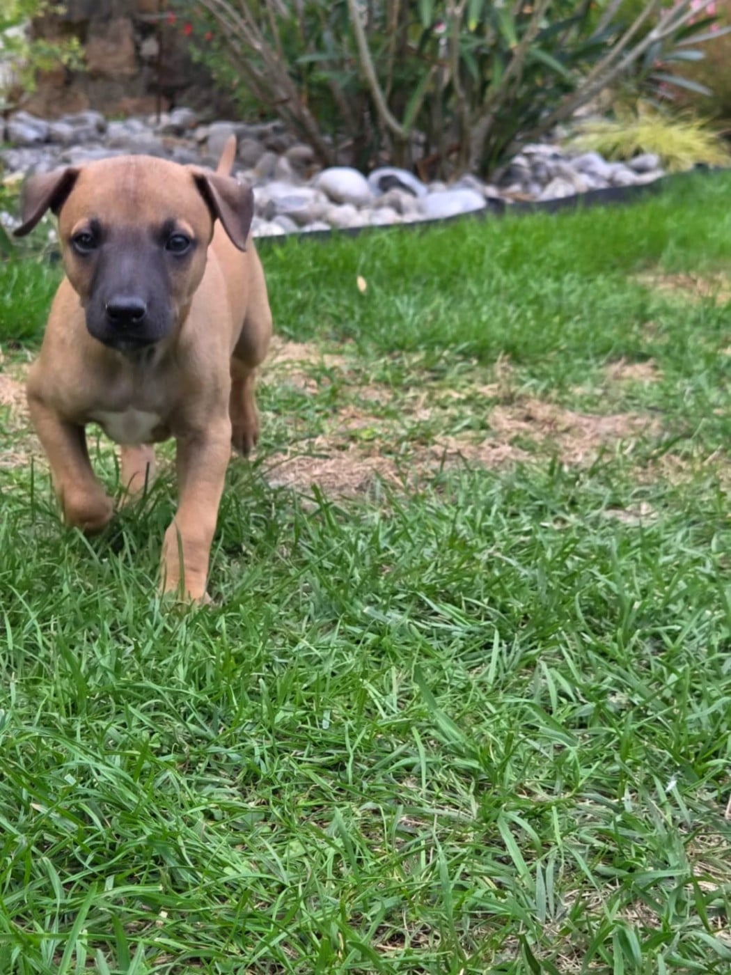 Bosco