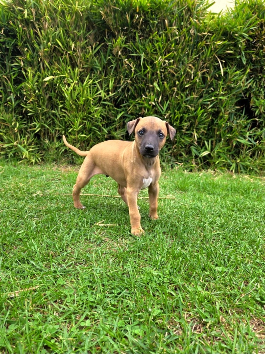 Bosco