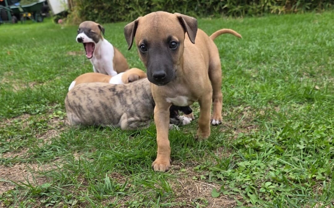 Bosco