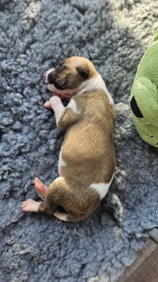 Les chiots de Whippet