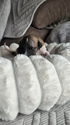 Les chiots de Whippet