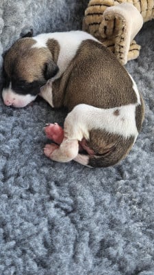 Les chiots de Whippet