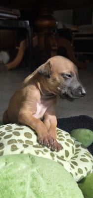 Les chiots de Whippet