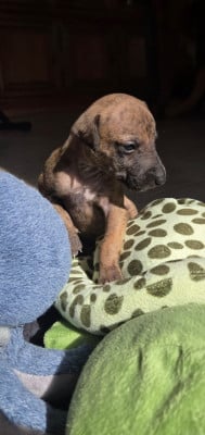 Les chiots de Whippet