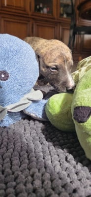 Les chiots de Whippet