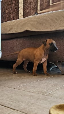 Les chiots de Whippet