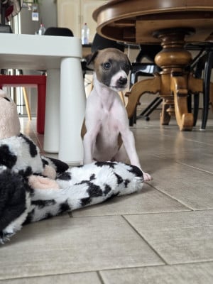 Les chiots de Whippet