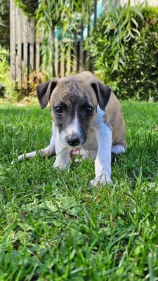 Les chiots de Whippet