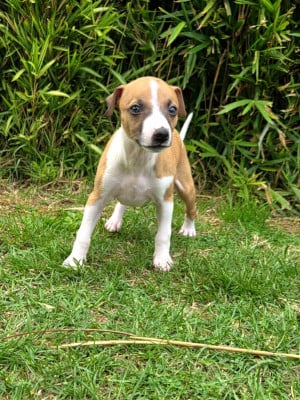 Les chiots de Whippet