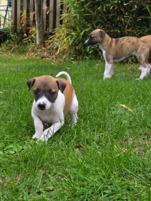 Les chiots de Whippet