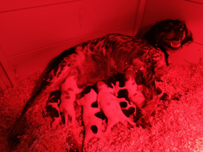 Les chiots de Epagneul Breton