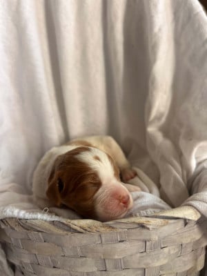 Les chiots de Epagneul Breton