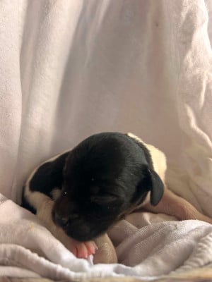Les chiots de Epagneul Breton