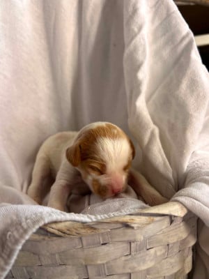 Les chiots de Epagneul Breton