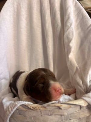 Les chiots de Epagneul Breton