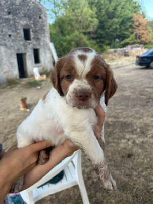 Les chiots de Epagneul Breton
