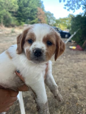Les chiots de Epagneul Breton