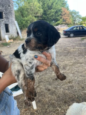 Les chiots de Epagneul Breton