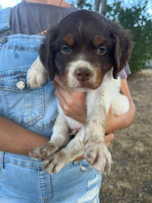 Les chiots de Epagneul Breton
