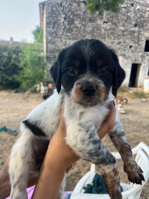 Les chiots de Epagneul Breton