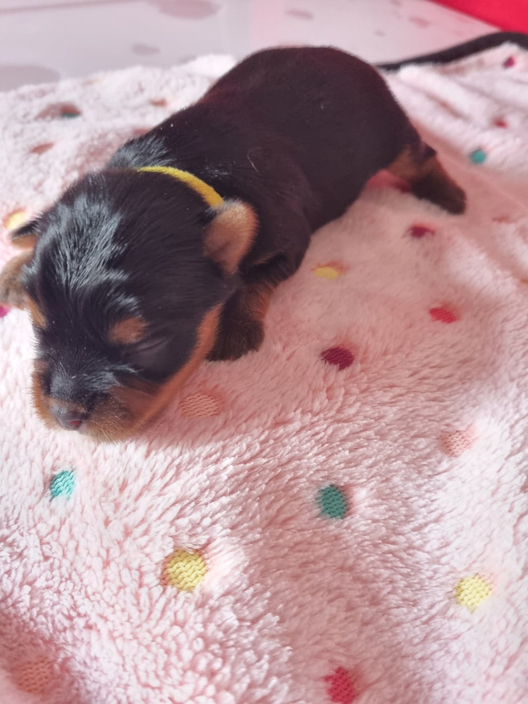 BANDY-LOVE - Yorkshire Terrier