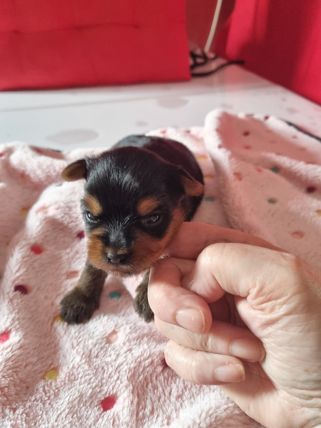 BENJY-SWEETY - Yorkshire Terrier