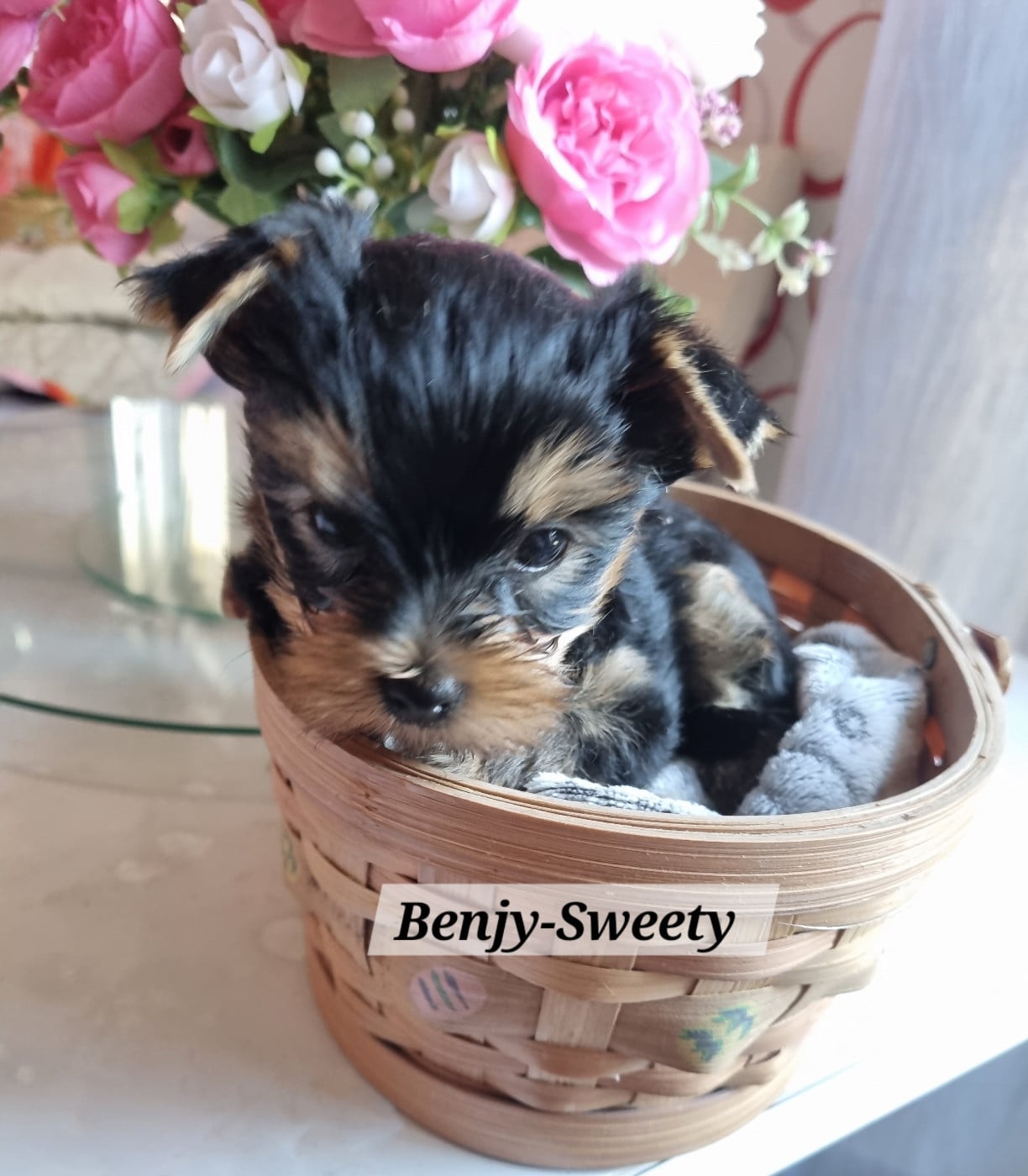 BENJY-SWEETY - Yorkshire Terrier