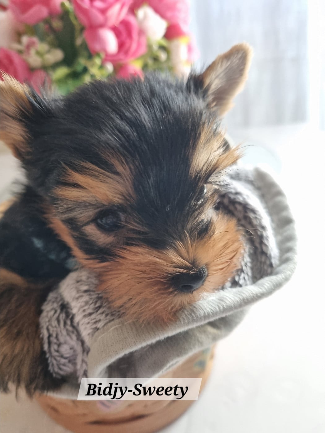 Yorkshire Terrier - Des Perles De Joie