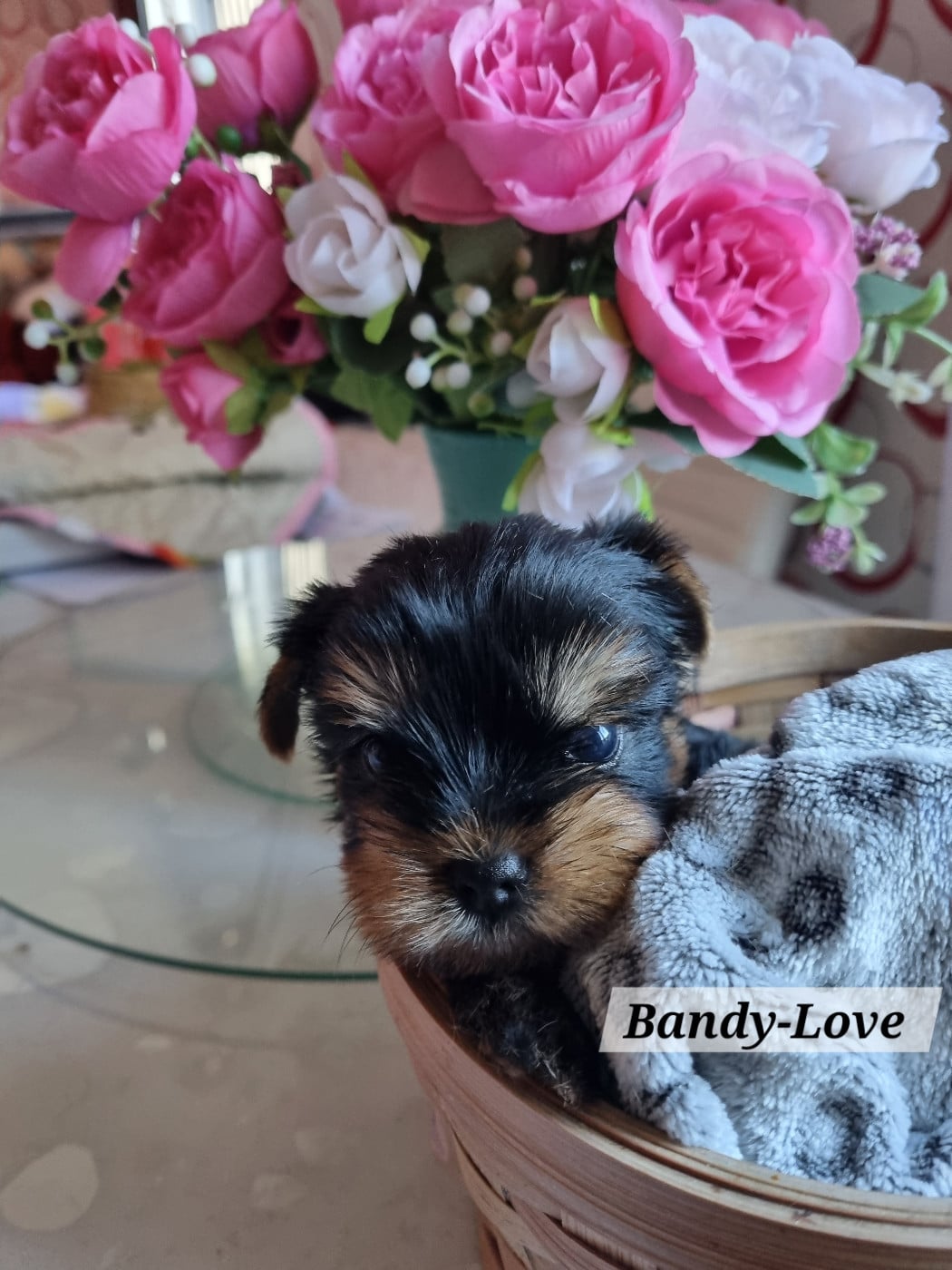 Yorkshire Terrier - Des Perles De Joie