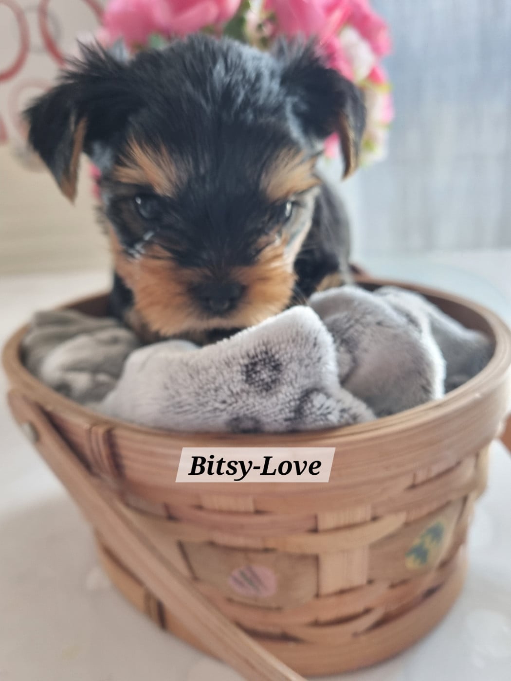 BITSY-LOVE - Yorkshire Terrier