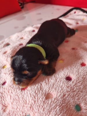 Les chiots de Yorkshire Terrier