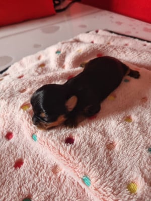 Les chiots de Yorkshire Terrier