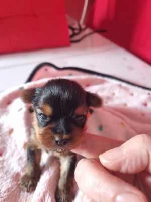 Les chiots de Yorkshire Terrier