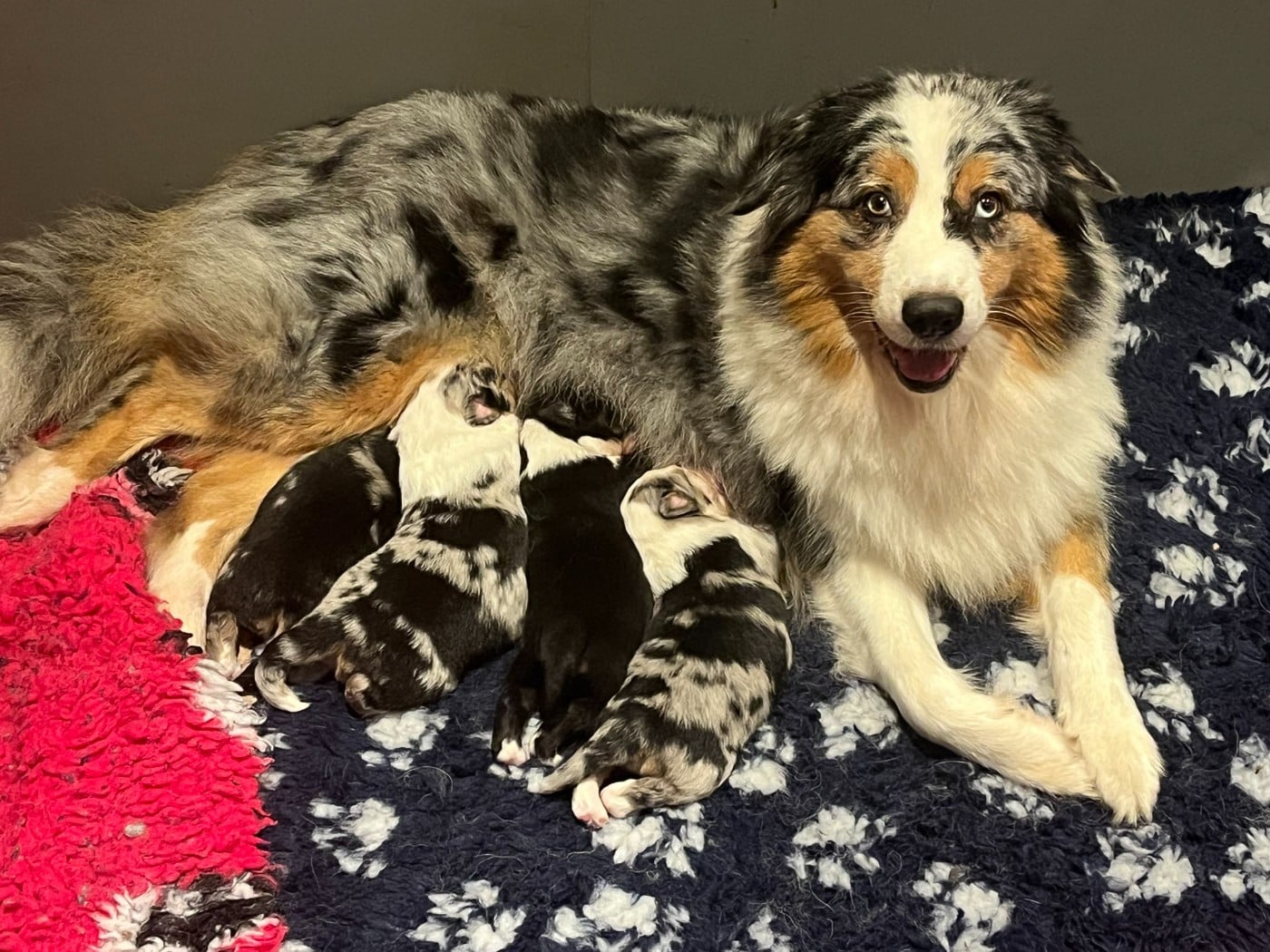 Berger Australien - Esprit Shepherd