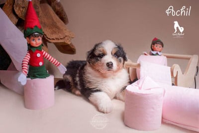 Les chiots de Berger Australien