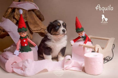 Les chiots de Berger Australien