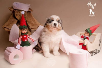 Les chiots de Berger Australien