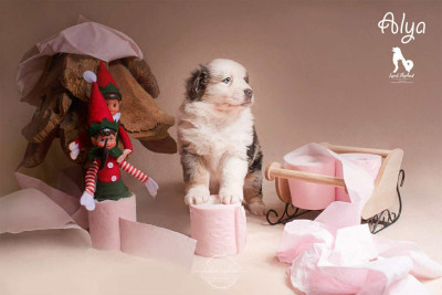 Les chiots de Berger Australien