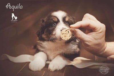 Les chiots de Berger Australien