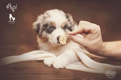 Les chiots de Berger Australien