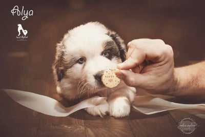 Les chiots de Berger Australien