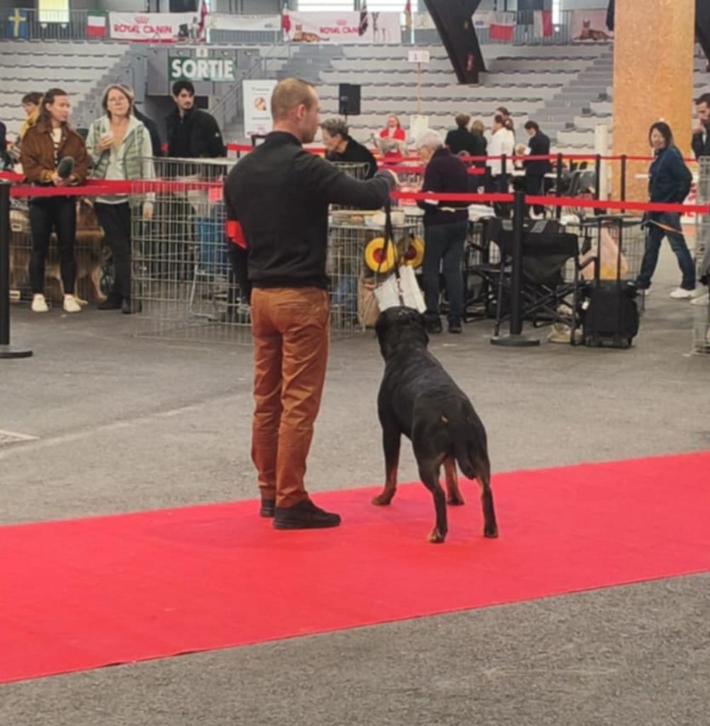 Spartiate du rocher de Mutzig