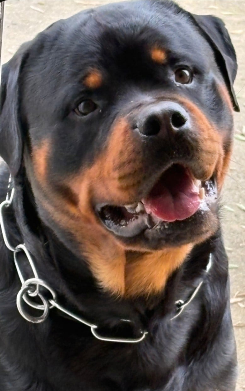 Vayper Des Pyramides Noires Et Feux