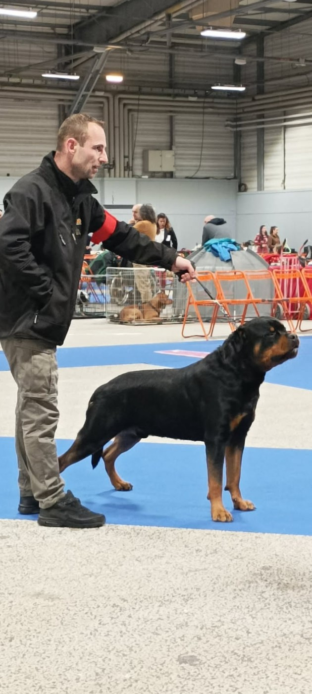 Vayper Des Pyramides Noires Et Feux
