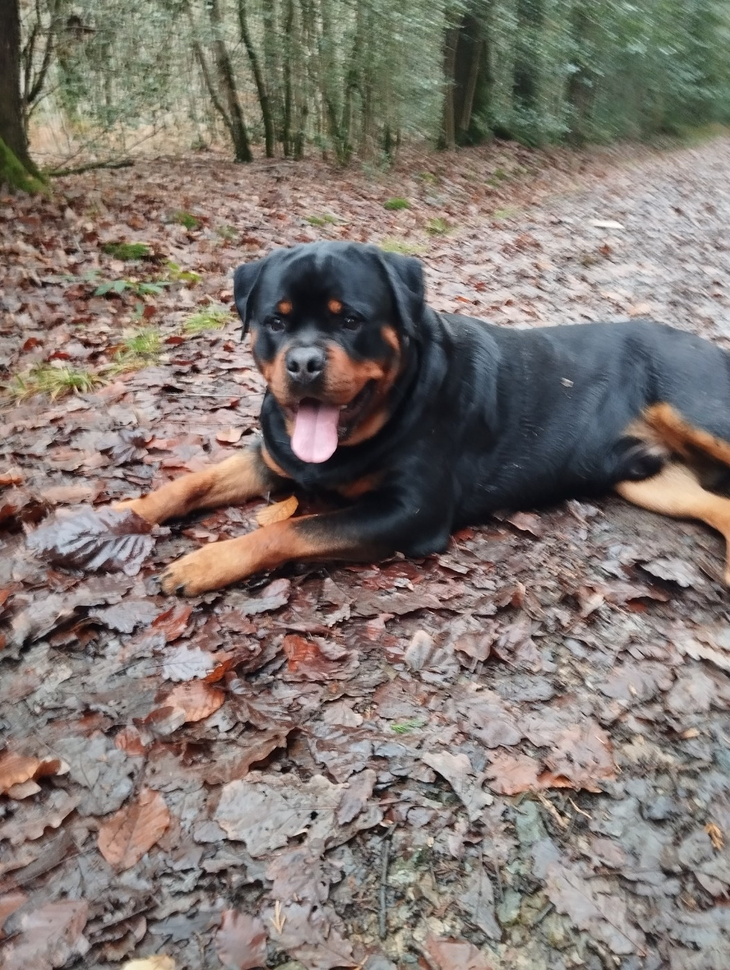 Vayper Des Pyramides Noires Et Feux