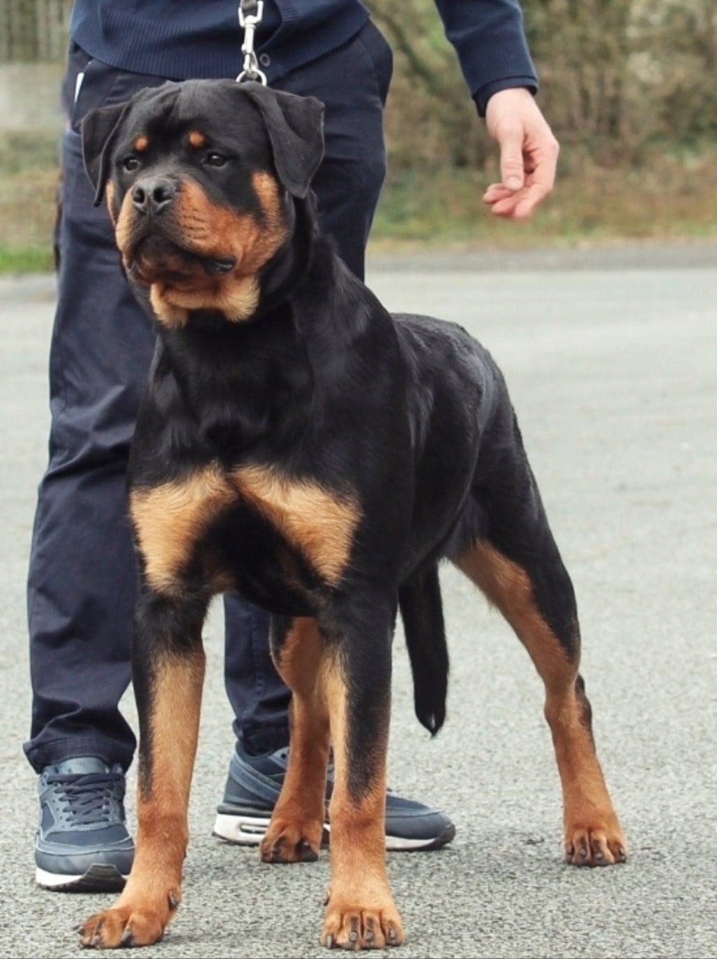 Vayper Des Pyramides Noires Et Feux