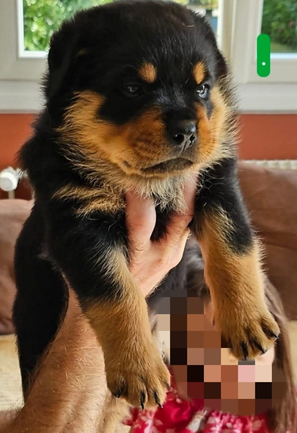 Vayper Des Pyramides Noires Et Feux