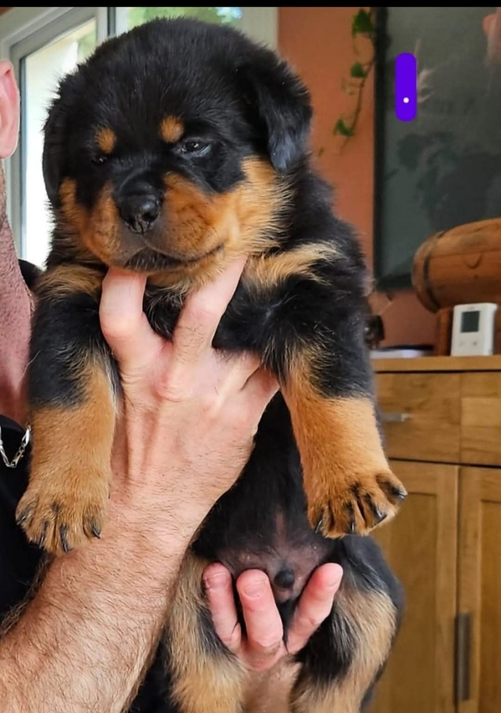 Valko Des Pyramides Noires Et Feux