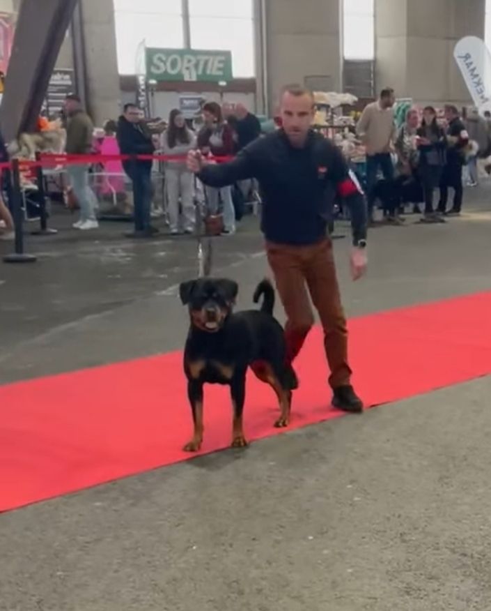 Valkyrie Des Pyramides Noires Et Feux