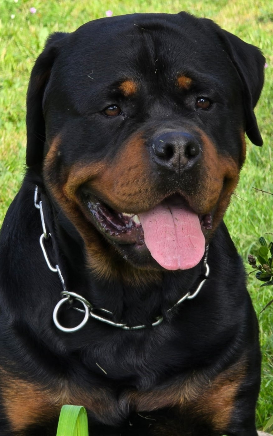Valko (violet)